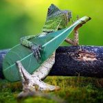 2020-11-25_ART_LizardLeafGuitar