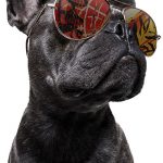 DogWeraingSunGlasses_WEB